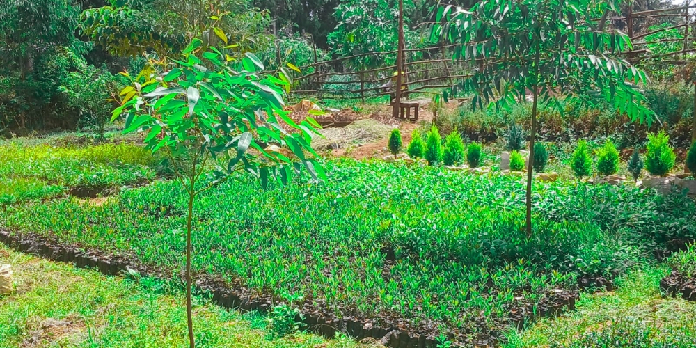 Afforestation