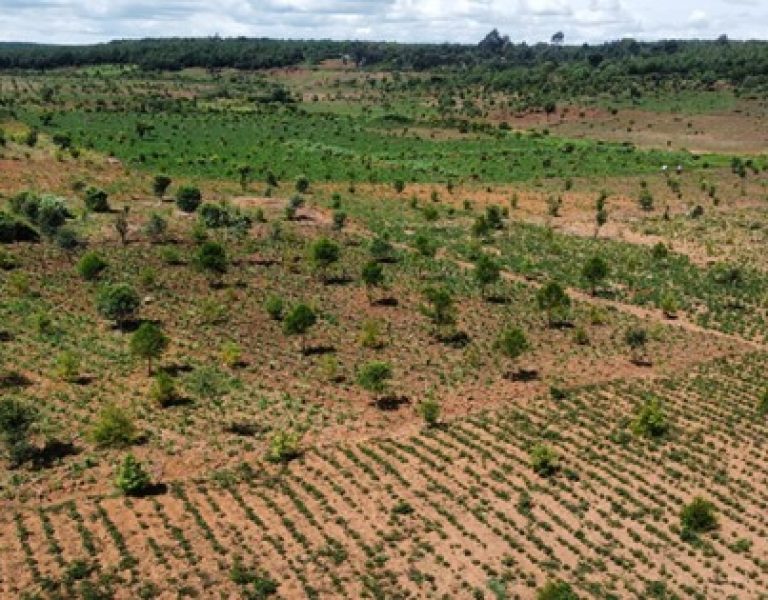 Caritas Nyahururu Living Laudato Si’: A Community-Led Restoration and Climate Resilience in the Aberdares!